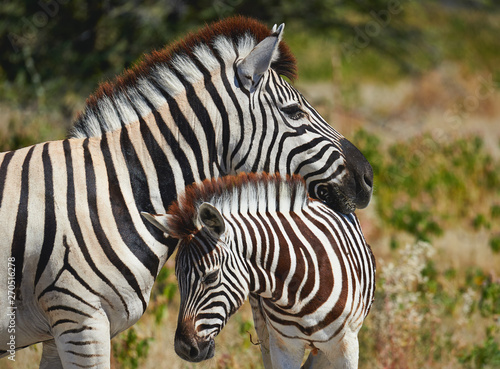 Mother zebra and her cub