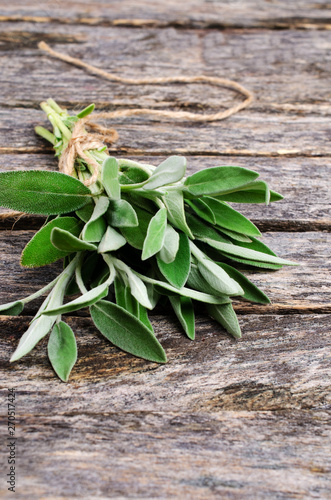 Fresh organic sage leaves