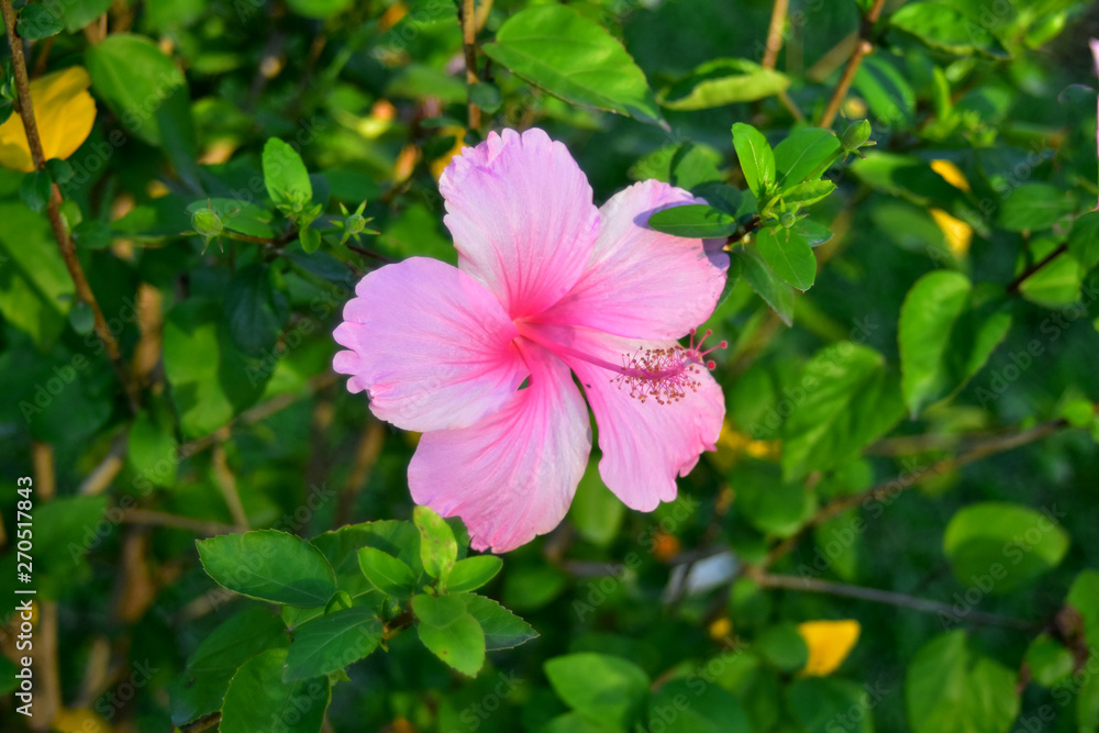 beautiful flower In the backyard is refreshing beautiful flower In the backyard is refreshing