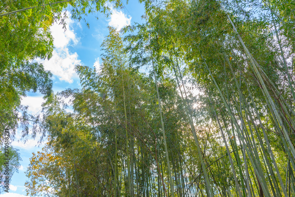 Fototapeta premium Arashiyama Bamboo Grove Zen garden, a natural forest of bamboo in Arashiyama, Kyoto, Japan