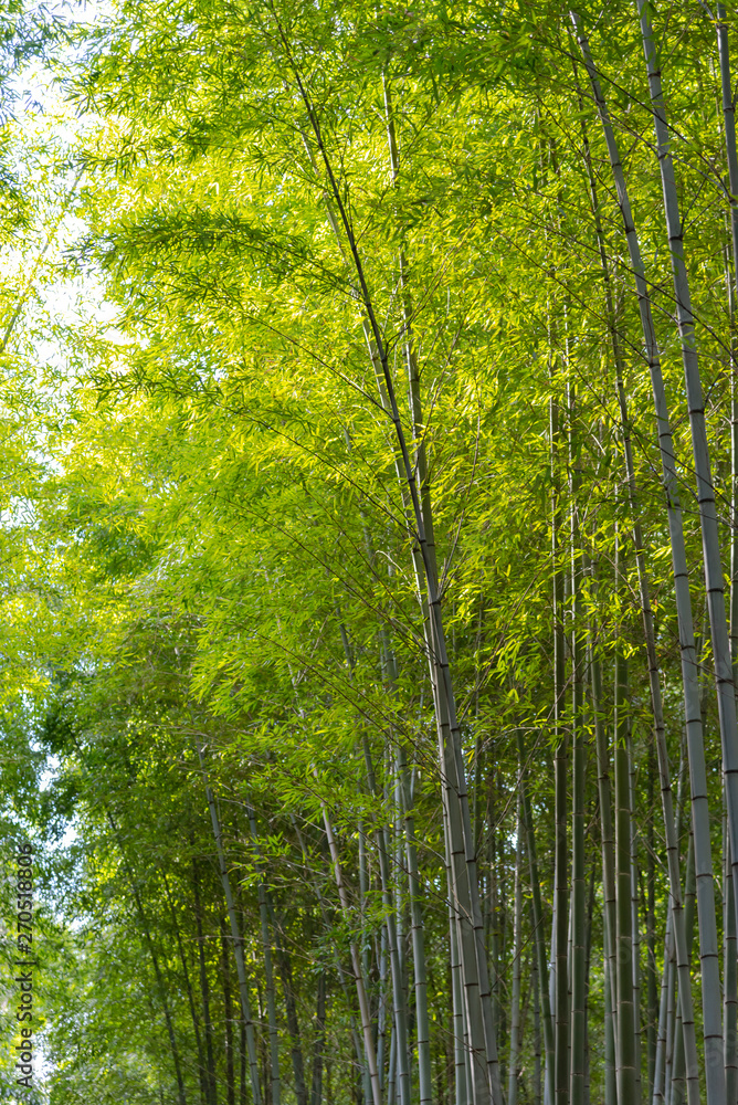 Arashiyama Bamboo Grove Zen garden light up at night, a natural forest of bamboo in Arashiyama, Kyoto, Japan Arashiyama Bamboo Grove Zen garden light up at night, a natural forest of bamboo in Arashiyama, Kyoto, Japan