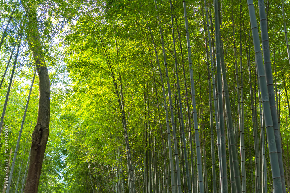 Arashiyama Bamboo Grove Zen garden light up at night, a natural forest of bamboo in Arashiyama, Kyoto, Japan Arashiyama Bamboo Grove Zen garden light up at night, a natural forest of bamboo in Arashiyama, Kyoto, Japan