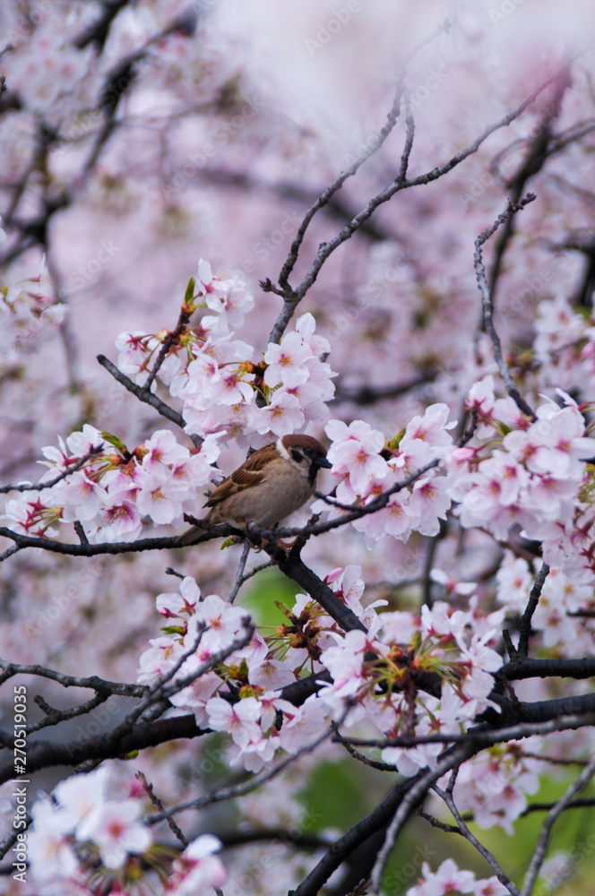 Cherry blossoms along the river. Cherry blossoms along the river.