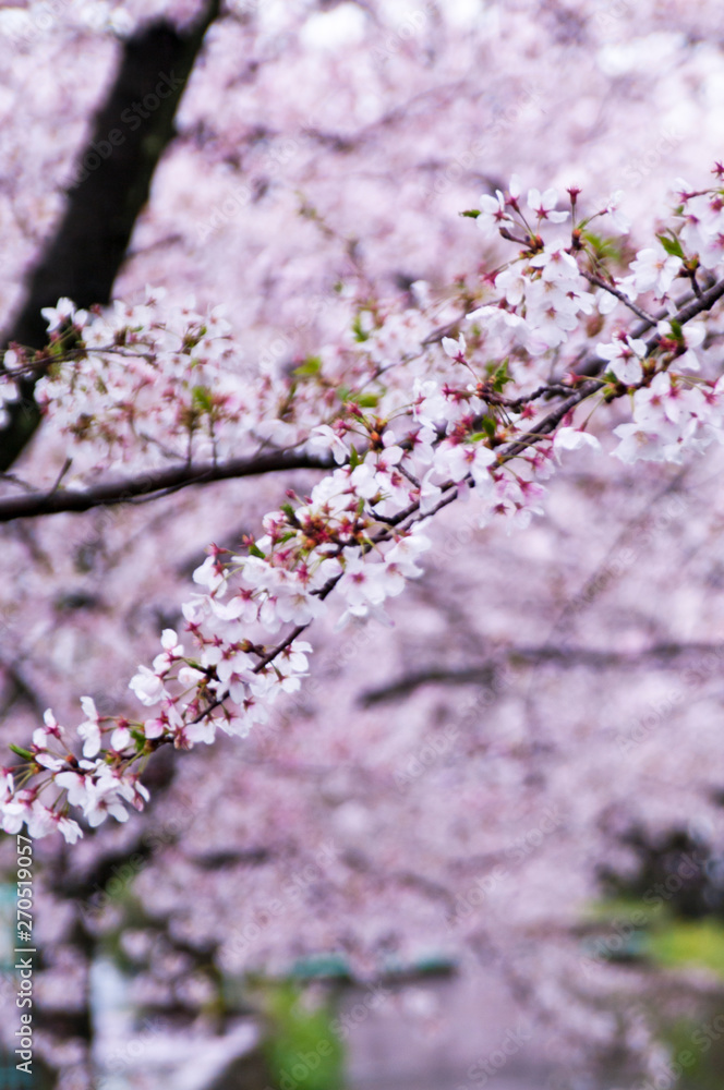 Fototapeta premium Cherry blossoms along the river.