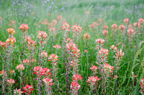 Texas Wildflowers © Kat 