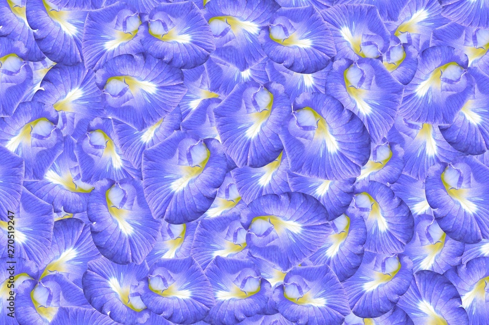 Clitoria ternatea flower pattern background Clitoria ternatea flower pattern background