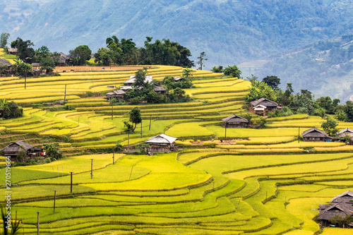 Ripen rice terraces in Ha Giang, Vietnam in harvest time.