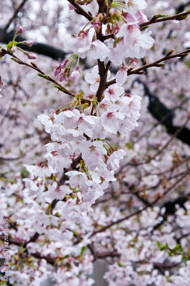 Cherry blossoms along the river. Cherry blossoms along the river.