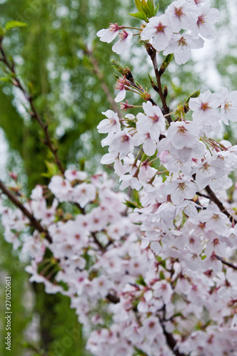 Wallpaper Mural Cherry blossoms along the river. Torontodigital.ca