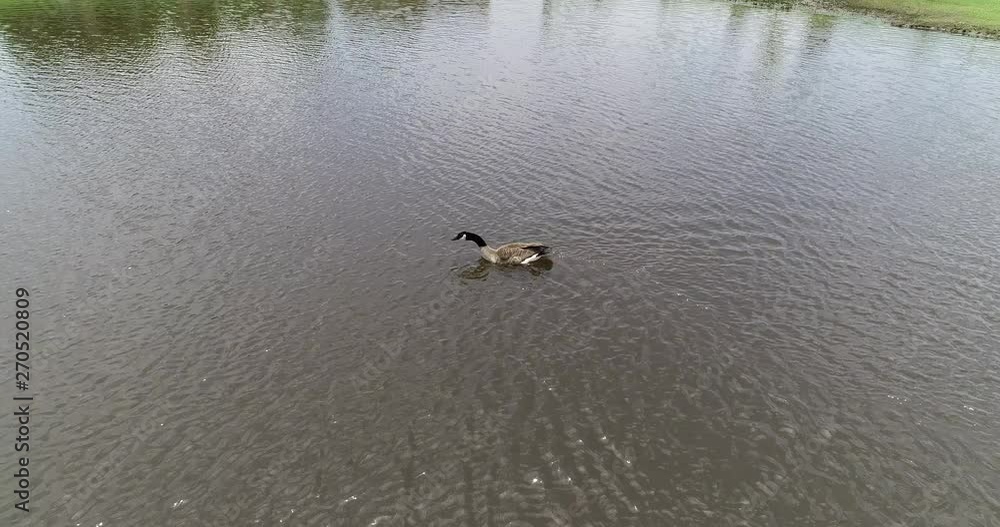 single Canada Goose swimming in a pong. Taken from aerial point of view from a drone. single Canada Goose swimming in a pong. Taken from aerial point of view from a drone.
