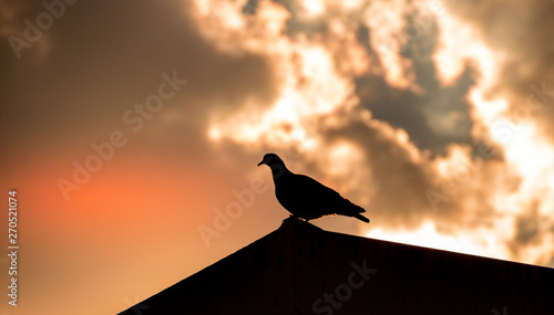 A wild pigeon silhouetted on a rooftop against a dramatic sky image with copy space in landscape format