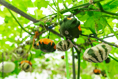Technology for growing vege...