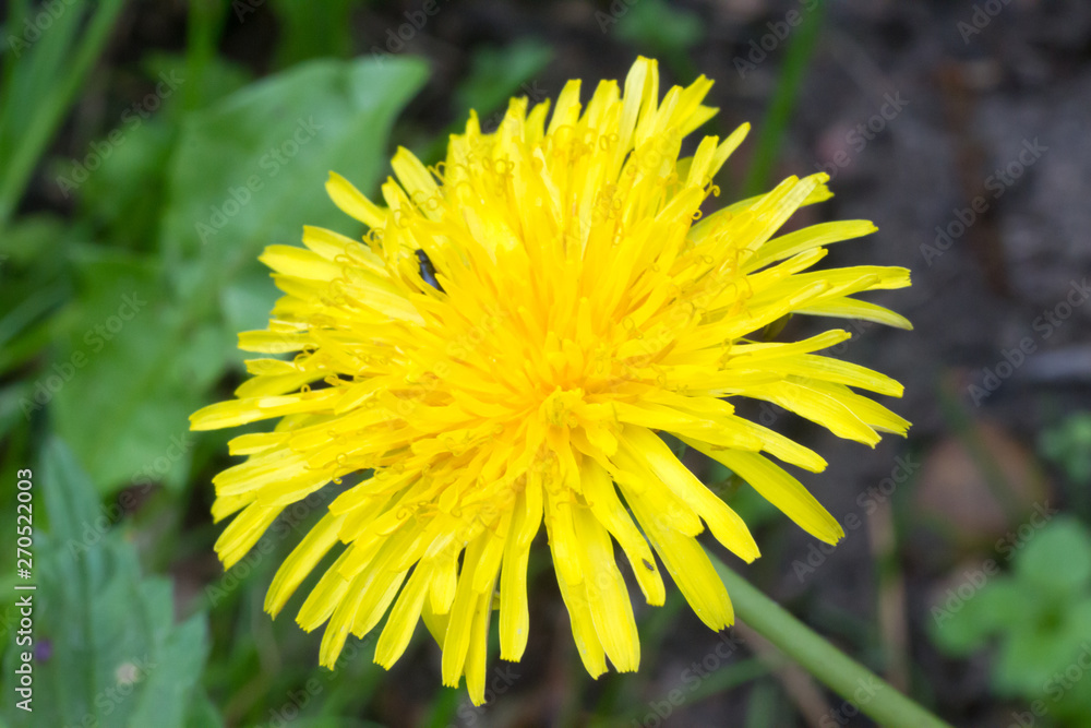 Yellow dandelion in the spring sunny garden Yellow dandelion in the spring sunny garden