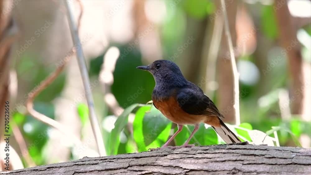 The White-rumped Shama is one of the most common birds in Thailand and can be readily seen at city parks, farm lands, wooded areas, and the national parks; often heard with lovely sweet songs. The White-rumped Shama is one of the most common birds in Thailand and can be readily seen at city parks, farm lands, wooded areas, and the national parks; often heard with lovely sweet songs.