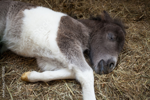 Ein Shetty Pony Stutfohlen, 2 Tage alt