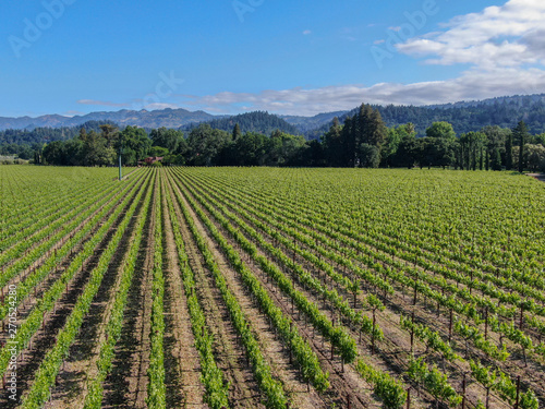 Aerial view of wine vineyard in Napa Valley during summer season. Napa County  in California s Wine Country  part of the North Bay region of the San Francisco Bay Area. Vineyards landscape.