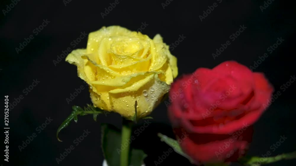 Roses on a dark background. Red and yellow roses in dew. Dancing roses. Roses on a dark background. Red and yellow roses in dew. Dancing roses.