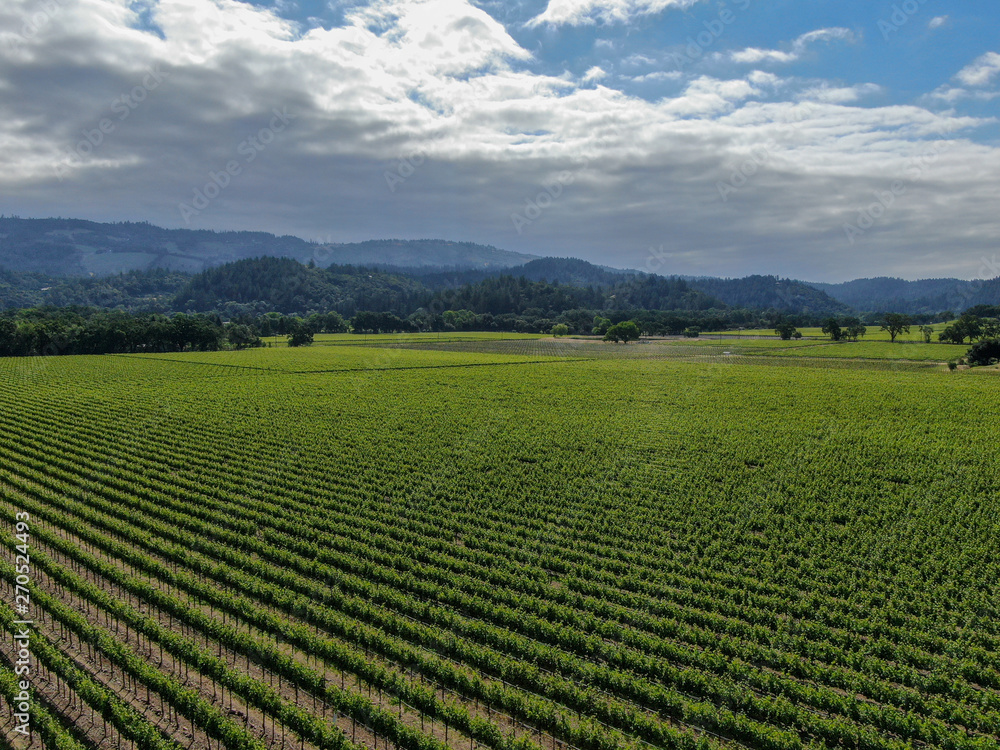 Aerial view of wine vineyard in Napa Valley during summer season. Napa County, in California's Wine Country, part of the North Bay region of the San Francisco Bay Area. Vineyards landscape.