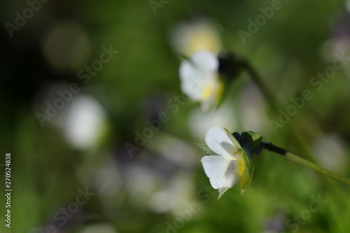 Obraz na płótnie beautiful wildflowers in macro photography w salonie