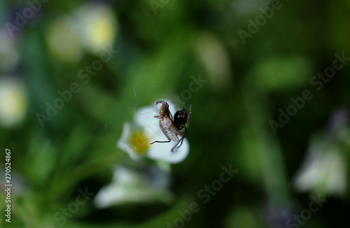 spider slaughters his sacrifice on blurred natural background © albert
