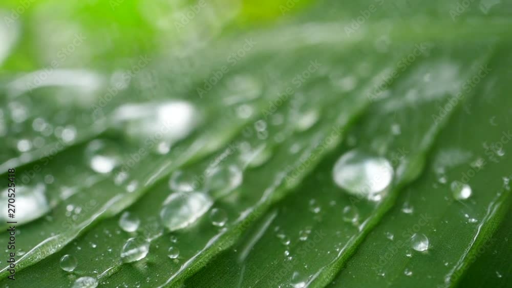 Water drops slide on tropical green leaf in slow motion Water drops slide on tropical green leaf in slow motion