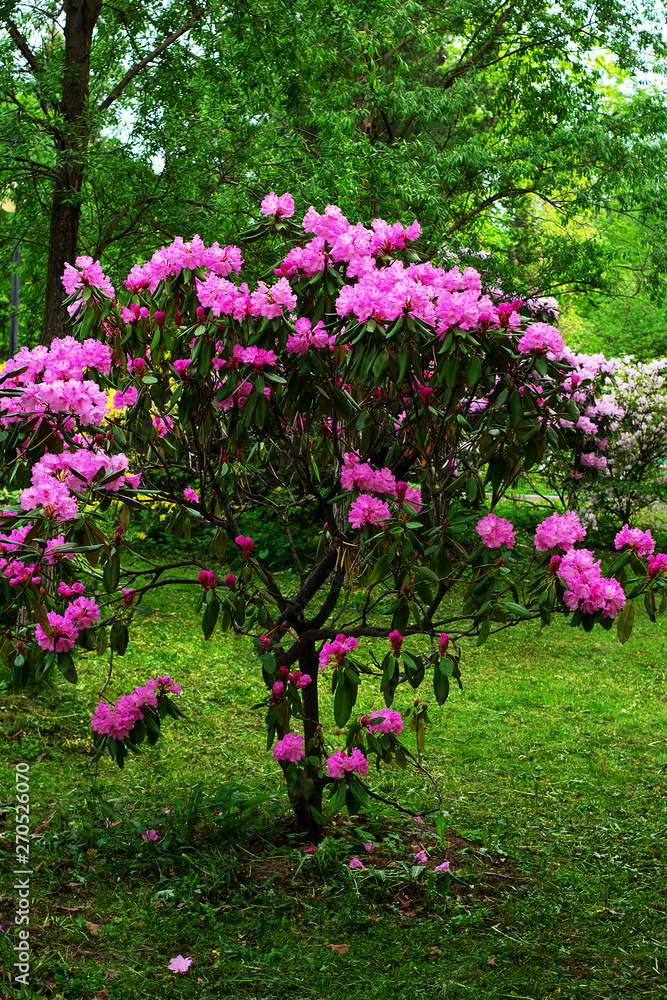 Beautiful tree in the garden with blooming pink flowers in spring on a sunny day Beautiful tree in the garden with blooming pink flowers in spring on a sunny day