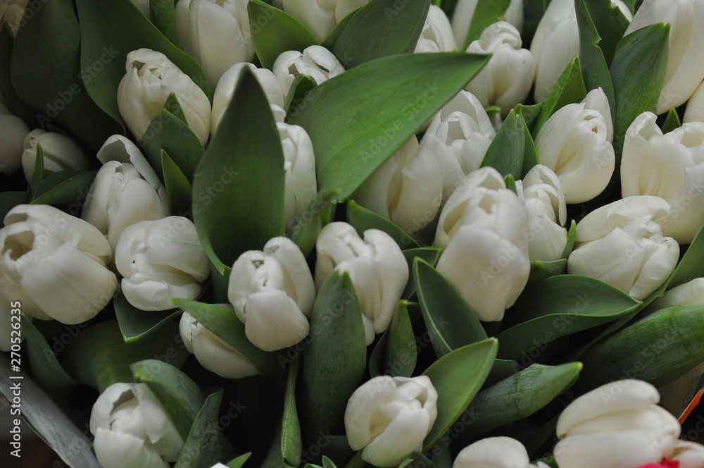 Naklejka premium Tulipany