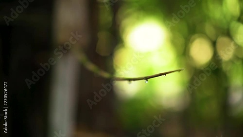 A tracking shot of dew settled upon a twig in a foliage photo