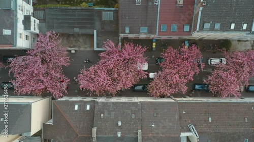 Drone / Aerial top shot of the Kirschbluete Cherry Blossom in the Heerstraße Heerstreet Breitestraße Bonn 25p photo