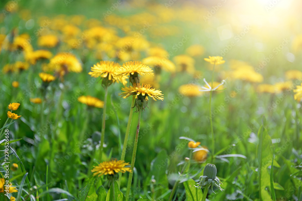 .Green field with yellow dandelions. Closeup of yellow spring flowers on the ground. sunny day