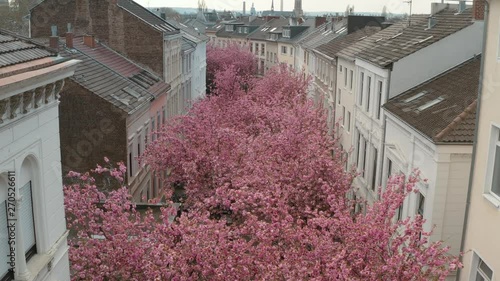 Drone / Aerial drone shot of the Kirschbluete Cherry Blossom in the Heerstraße Heerstreet Breitestraße Bonn 30p photo