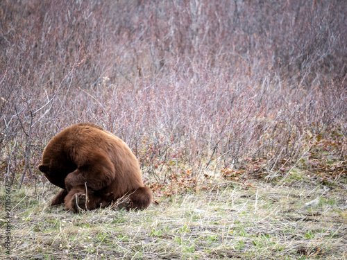 Bear Grooming Itself at Glacier National Park