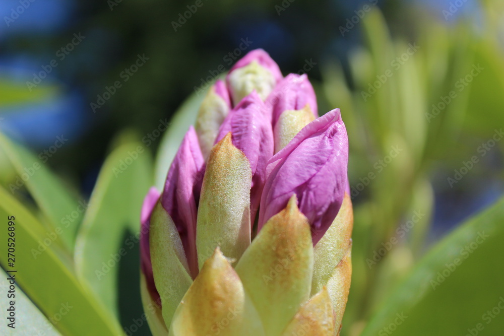 Soft purple rhododendron flower buds ready to bloom in the spring sunshine Soft purple rhododendron flower buds ready to bloom in the spring sunshine