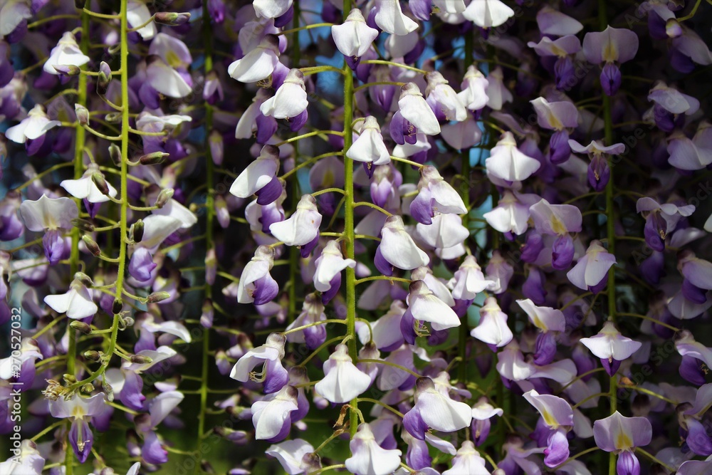 Purple wisteria flowers blooming downward 
