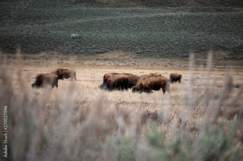Herd of Bison Grazing at Yellowstone National Park © done4today
