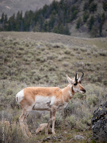 Isolated Pronghorn at Yellowstone National Park