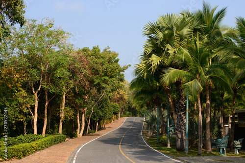 Beautiful asphalt road with palm trees on the side.