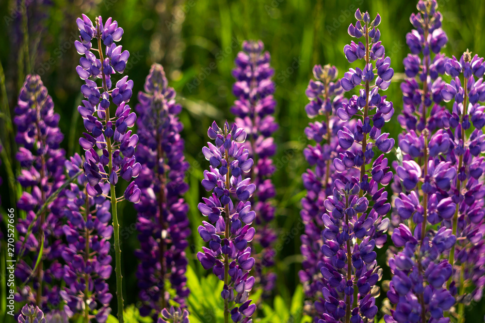 Obraz premium A lot of purple lupins bloom in the field. Glade of spring flowers. Beautiful background