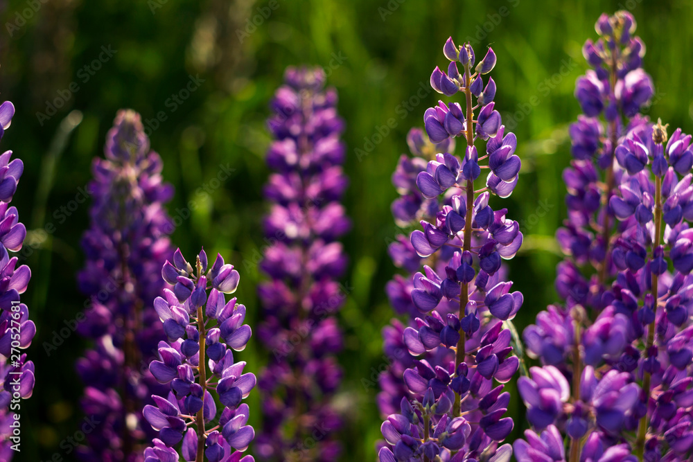 Obraz premium A lot of purple lupins bloom in the field. Glade of spring flowers. Beautiful background