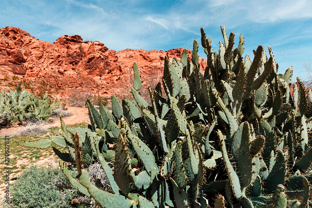 Big cactus growing in a stone desert on a sunny summer day, USA Big cactus growing in a stone desert on a sunny summer day, USA