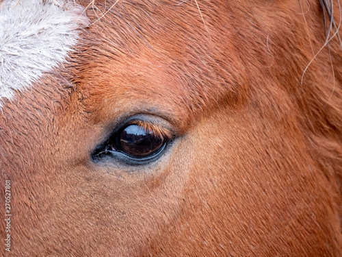 Close-Up of a Horse s Eye