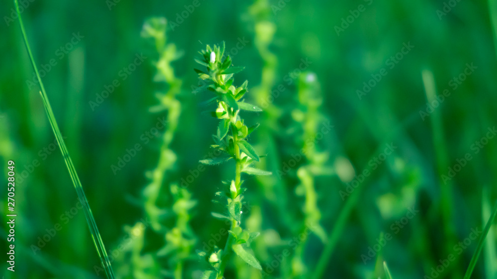 Green grass, lawn close-up. Green vegetative macro background, blur bokeh. Sunlight, spring morning, summer.