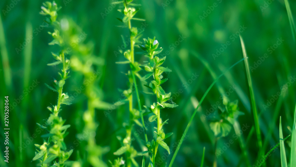 Green grass, lawn close-up. Green vegetative macro background, blur bokeh. Sunlight, spring morning, summer. Green grass, lawn close-up. Green vegetative macro background, blur bokeh. Sunlight, spring morning, summer.