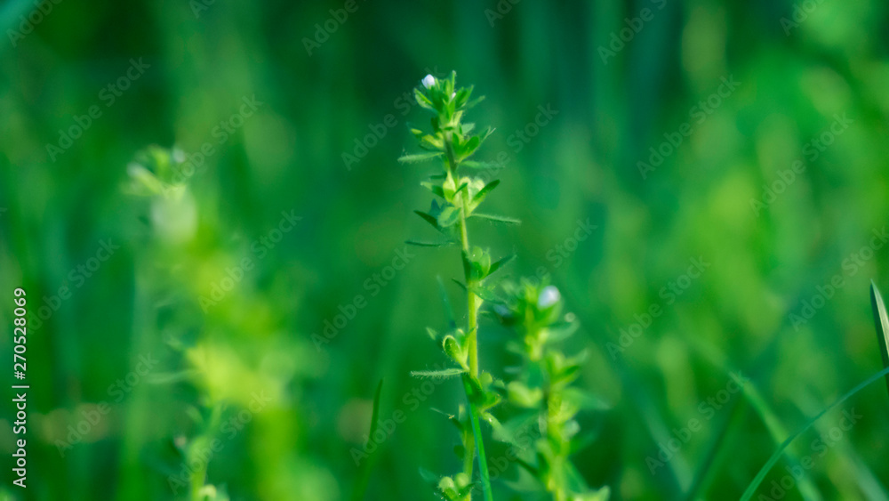 Green grass, lawn close-up. Green vegetative macro background, blur bokeh. Sunlight, spring morning, summer. Green grass, lawn close-up. Green vegetative macro background, blur bokeh. Sunlight, spring morning, summer.