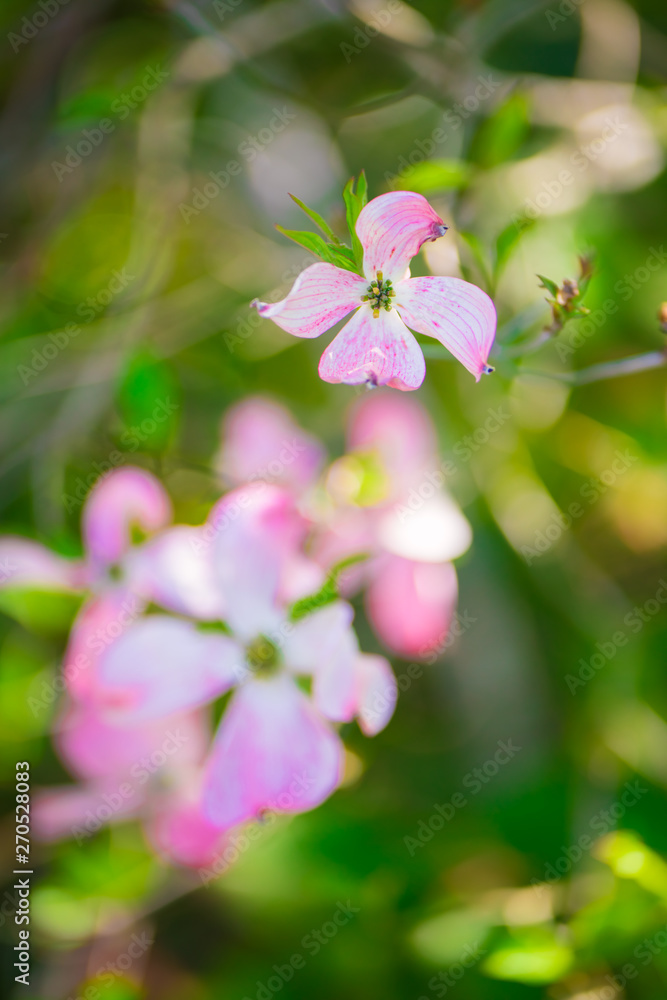 Beautiful pink flowering dogwood blossoms Beautiful pink flowering dogwood blossoms