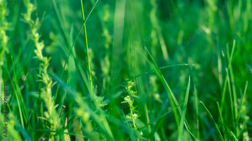 Green grass, lawn close-up. Green vegetative macro background, blur bokeh. Sunlight, spring morning, summer. Green grass, lawn close-up. Green vegetative macro background, blur bokeh. Sunlight, spring morning, summer.