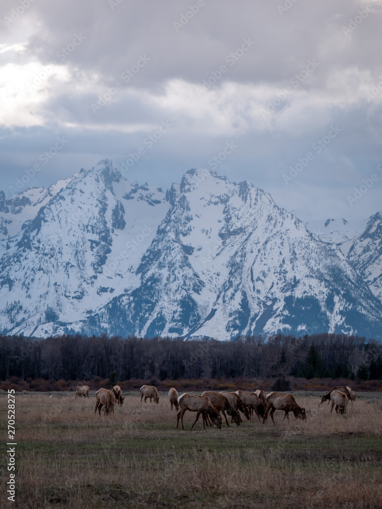 Herd of Elk Grazing at Grand Teton National Park