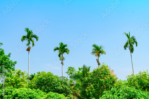 Palm trees in the garden, in front of the house with a blue sky background.