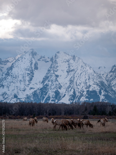 Herd of Elk Grazing at Grand Teton National Park © done4today