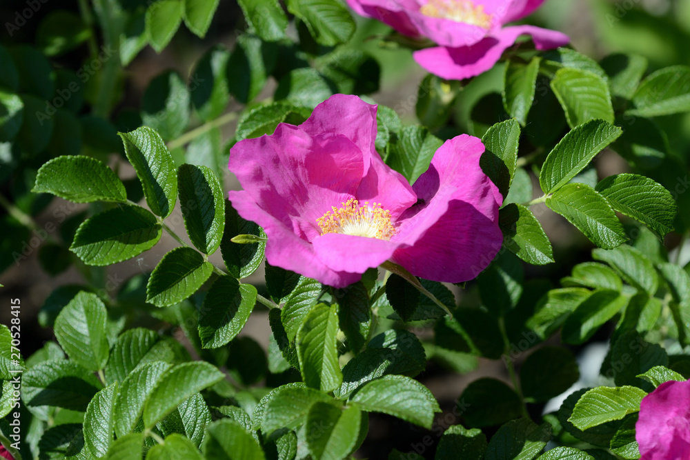 Beautiful dogrose flower close up on a bright sunny day Beautiful dogrose flower close up on a bright sunny day